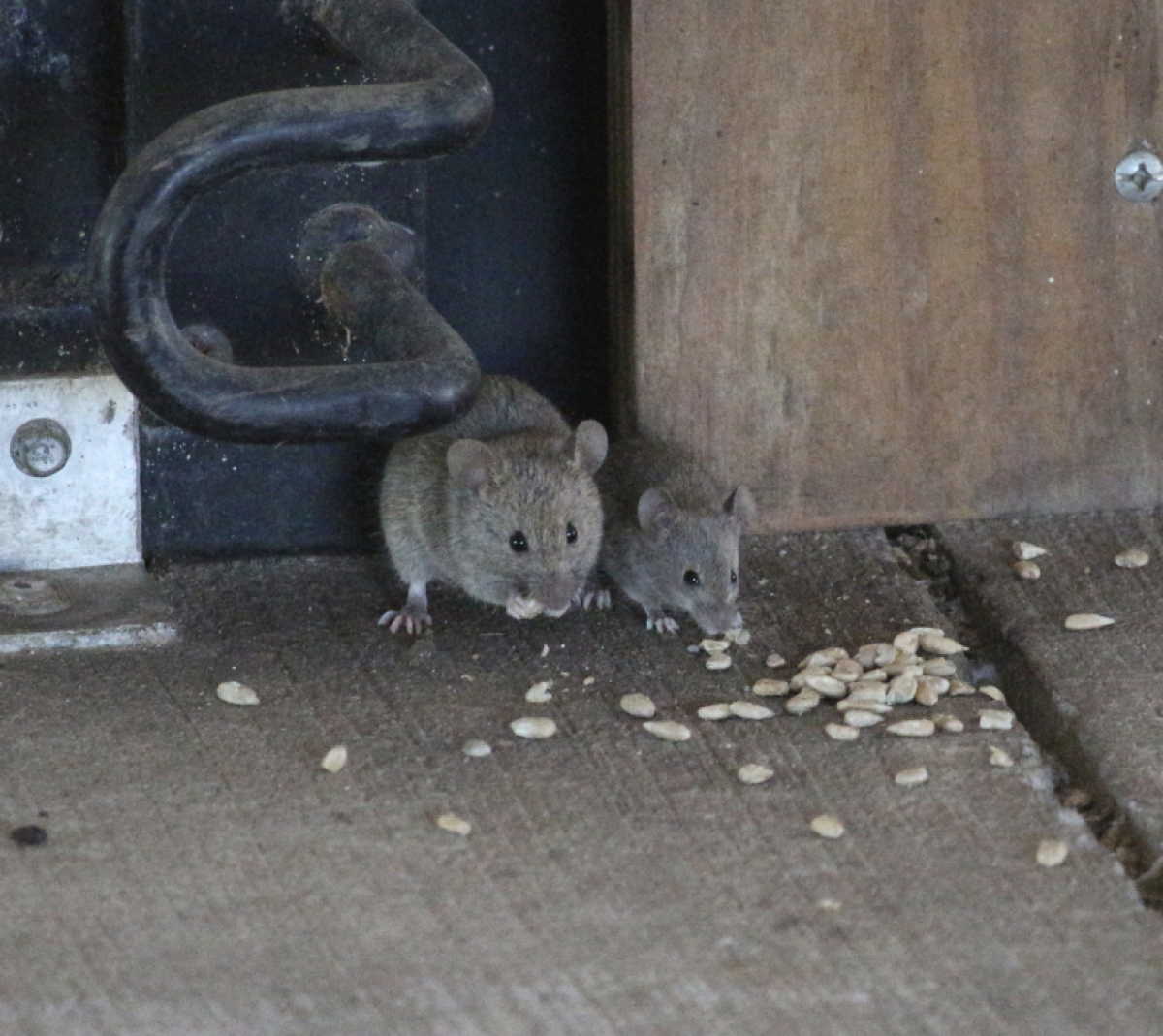House mice infestations get handled by Critter Gitters
